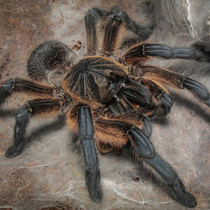 Harpactira pulchripes adult female