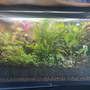 ≈45gal Sealed Terrarium 10mo Update