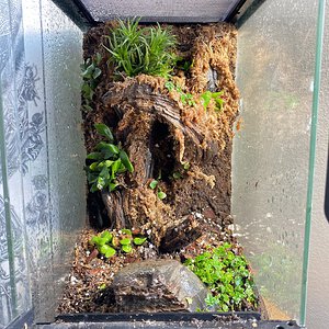 ‘Above the Forest Floor’: Epiphytic Fern Vivarium