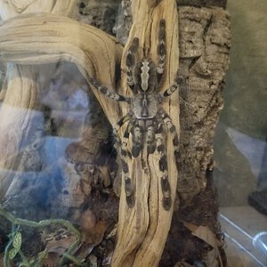 Juvie female p. Regalis