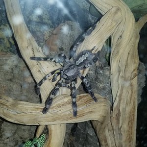 Juvie female p. Regalis