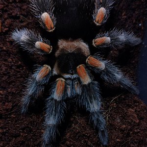 Brachypelma hamorii