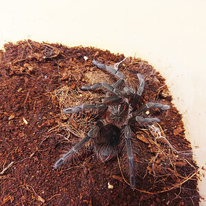 Pamphobeteus sp. tigris