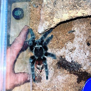 Grammostola iheringi