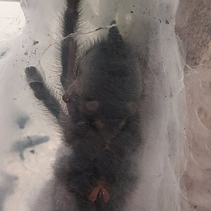 Caribena versicolor 2.5" DLS (2 of 2)