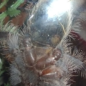 2.5" Tliltocatl albopilosus ventral