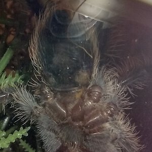 Tliltocatl albopilosus 2.5" ventral (3/5)