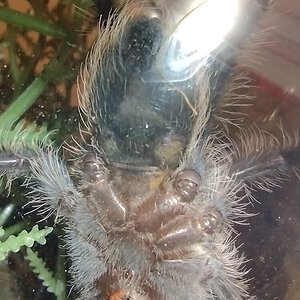 Tliltocatl albopilosus 2.5" ventral (4/5)