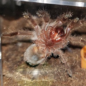 G pulchra.jpg