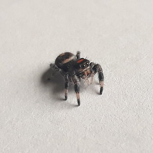 Phidippus regius