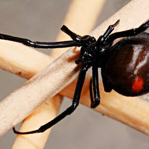 Latrodectus mirabilis.