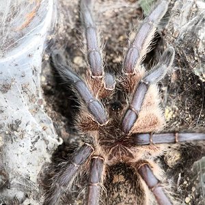 0.1 Harpactira pulchripes