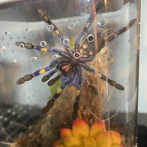 About 3.5” DLS Poecilotheria metallica
