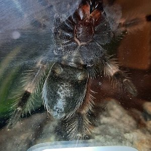 Red Knee 2.jpg