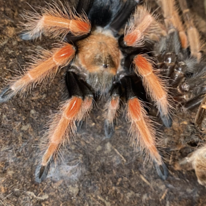 Brachypelma boehmei