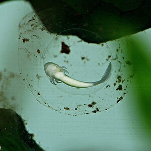 Ambystoma mexicanum.