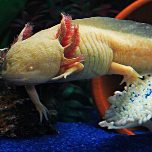 Ambystoma mexicanum.