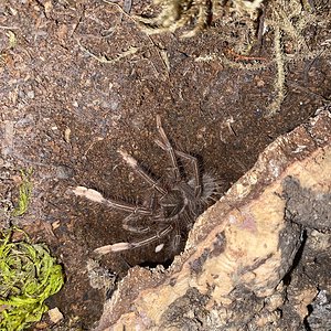 Theraphosa apophysis