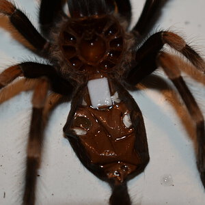 Brachypelma hamorii (Juvenile)