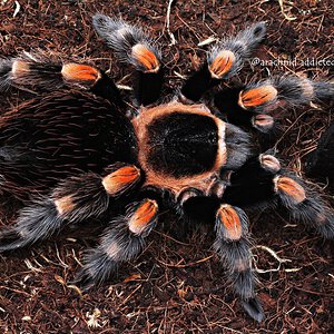 Brachypelma hamorii.