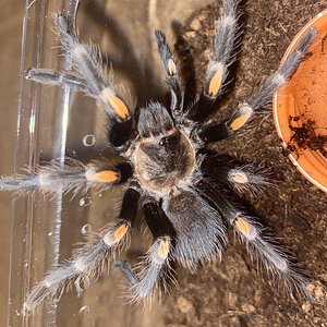 Brachypelma Auratum