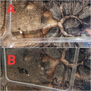 2 L parahybana - is either female?