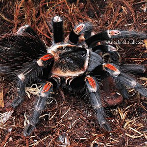 Brachypelma auratum.