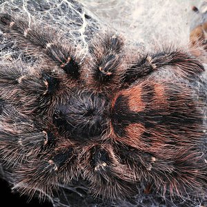 Avicularia taunayi.