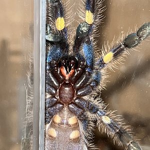 P Metallica … Male or Female