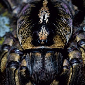 Poecilotheria ornata