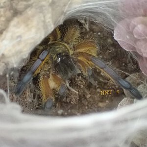 0.0.1 - Harpactira pulchripes - 08.30.22