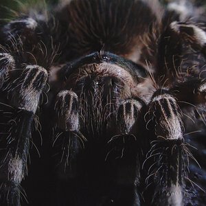 POV: You didn't pay tribute to the geniculata lords, but the geniculata has come for the tribute