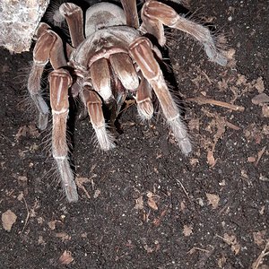 Adult female T.stirmi.