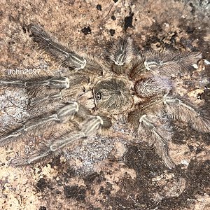 Mature male Ornithoctoninae sp Surigao del Sur (ex. Ornithoctoninae Mindanao Central)