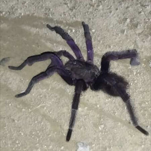 Tarantula in Colombia