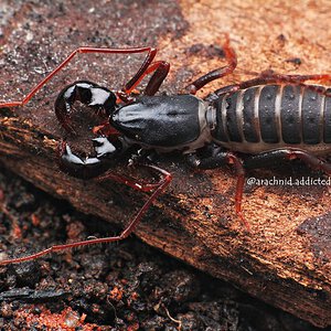 Thelyphonida sp. "Dwarf from the North".