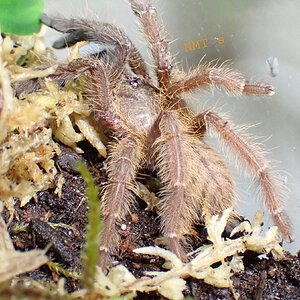 0.0.1 Phormingochilus everetti