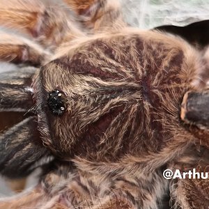 0.1 Harpactira pulchripes