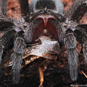 Grammostola pulchra.