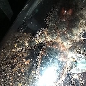 Grammostola pulchripes 1