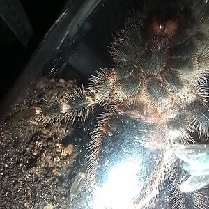 Grammostola pulchripes 2