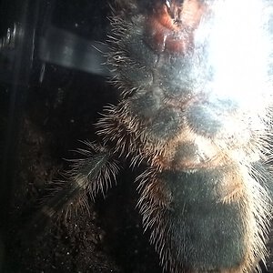 Grammostola pulchripes 3