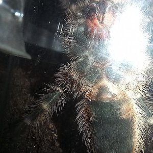 Grammostola pulchripes 4