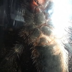 Grammostola pulchripes 5