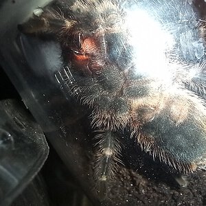 Grammostola pulchripes 6