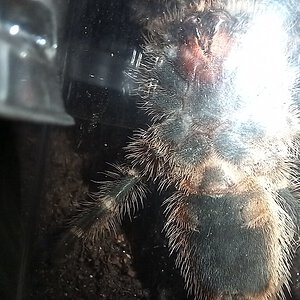 Grammostola pulchripes 7