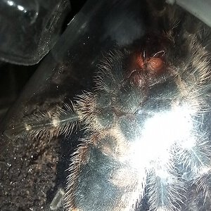 Grammostola pulchripes 8