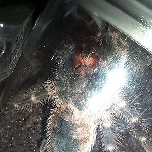 Grammostola pulchripes 9