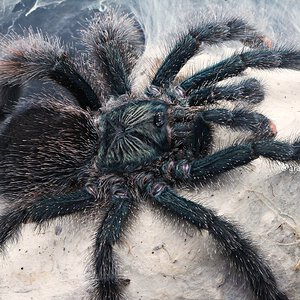 Avicularia avicularia (Morphotype #6).