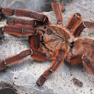 Phormingochilus sp. "Rufus".